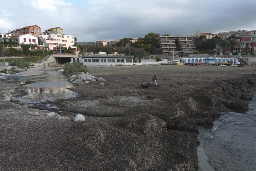 Rio Salivoli (Piombino) - rospi smeraldini in citt!